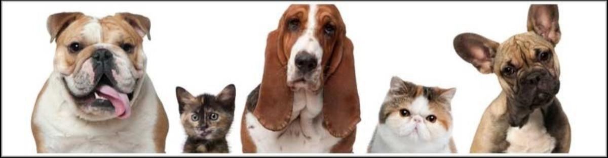 shelter photo-get vaccinated