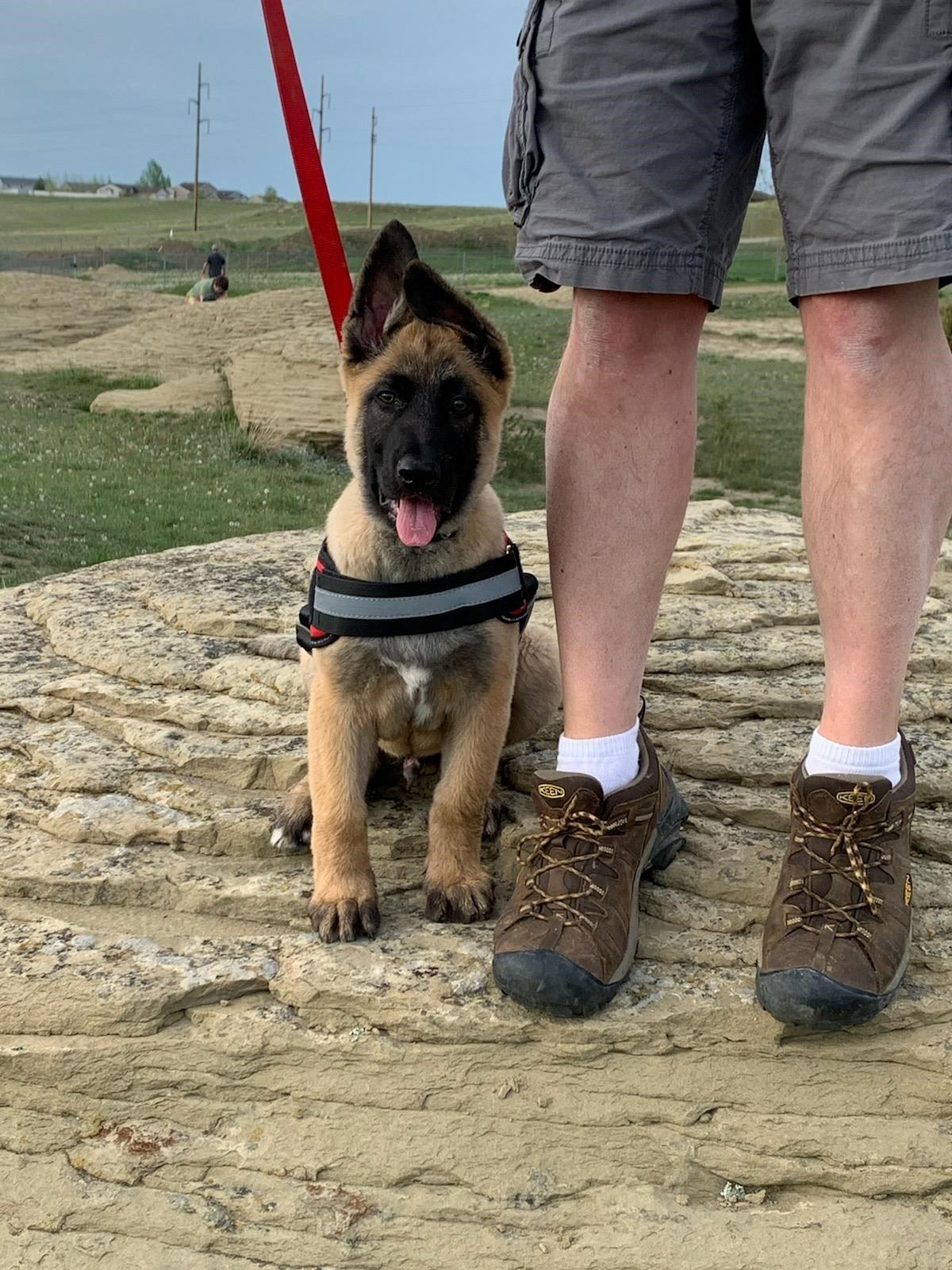Puppy Kazier at the dog park | GuaragliaR