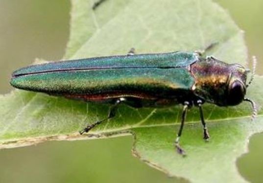 An image of an Emerald Ash Borer, an invasive beetle from Asia.