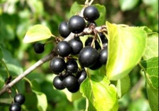 Bucktorn berries