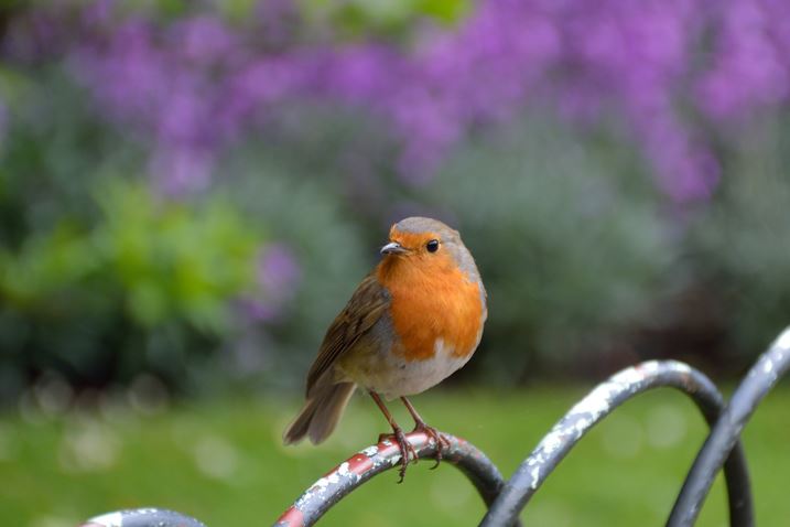 Robin sitting on a fence