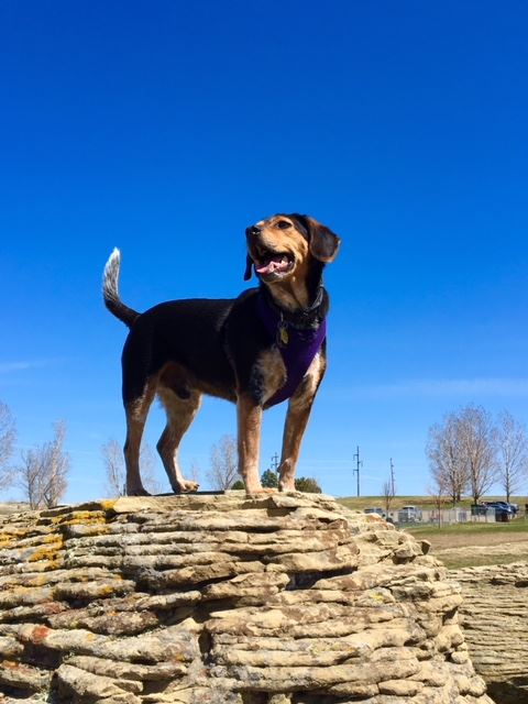 King at the HS DogPark | Janie Kokotan-Krauss