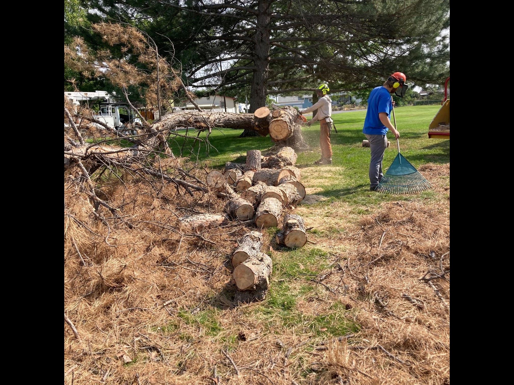 4 cleaning up dead pine